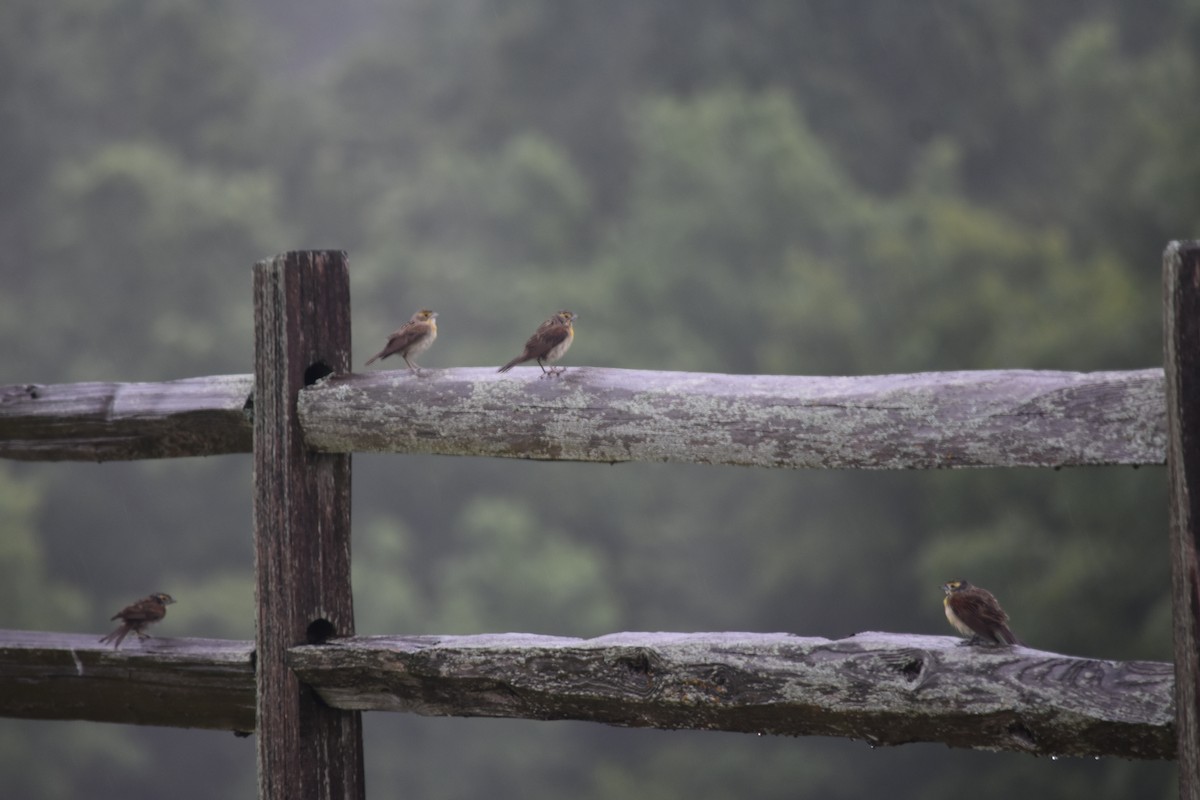 Dickcissel - ML640329757