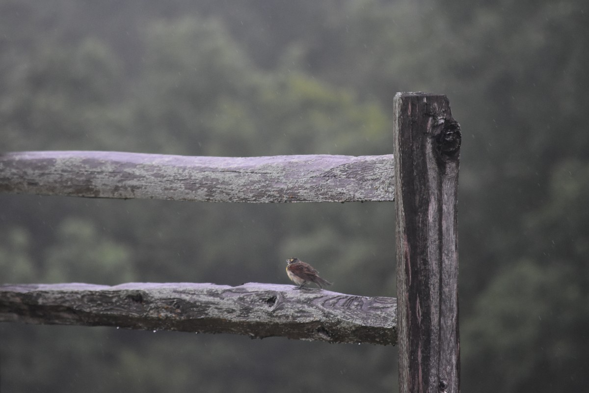 Dickcissel - ML640329759