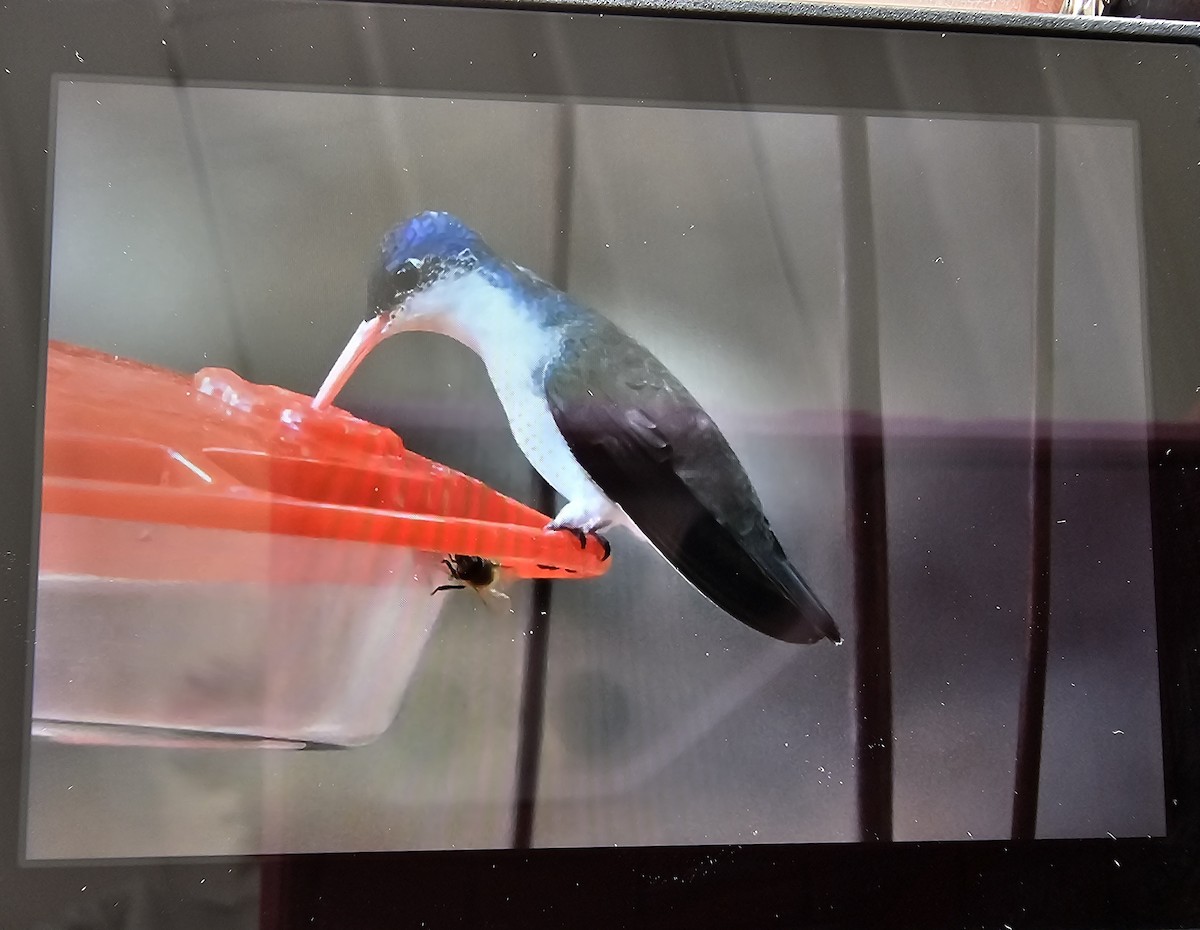 Violet-crowned Hummingbird - ML640329820