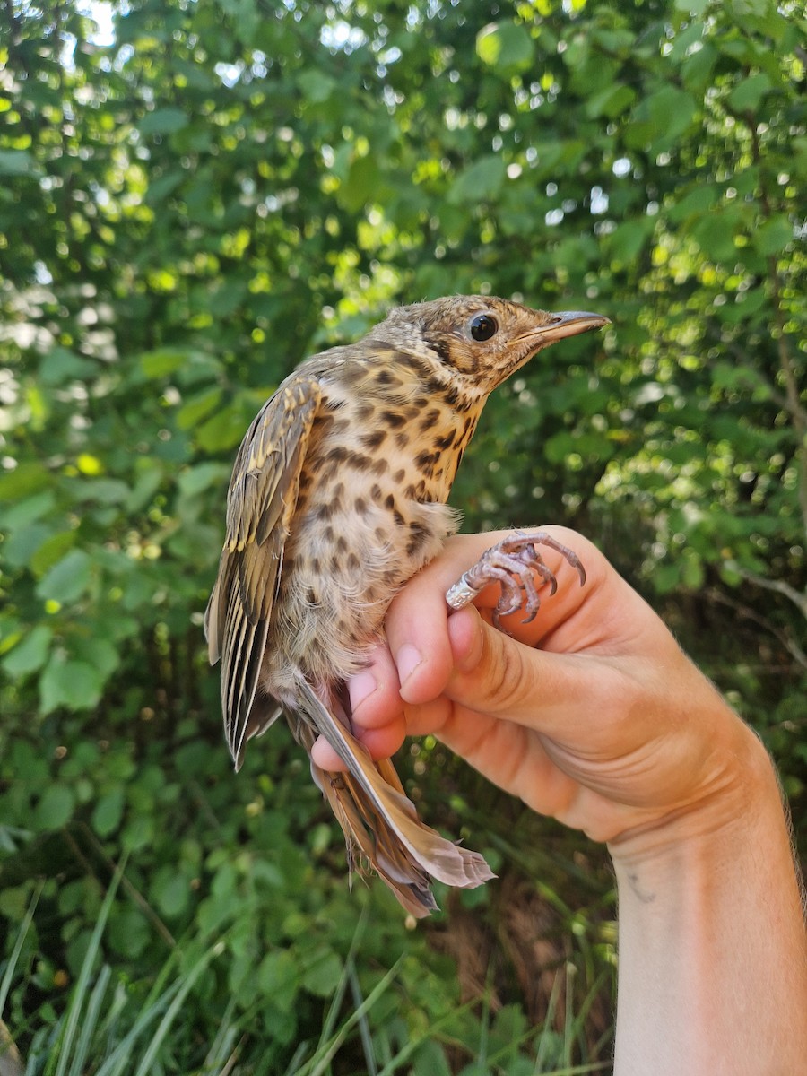 Song Thrush - ML640329849