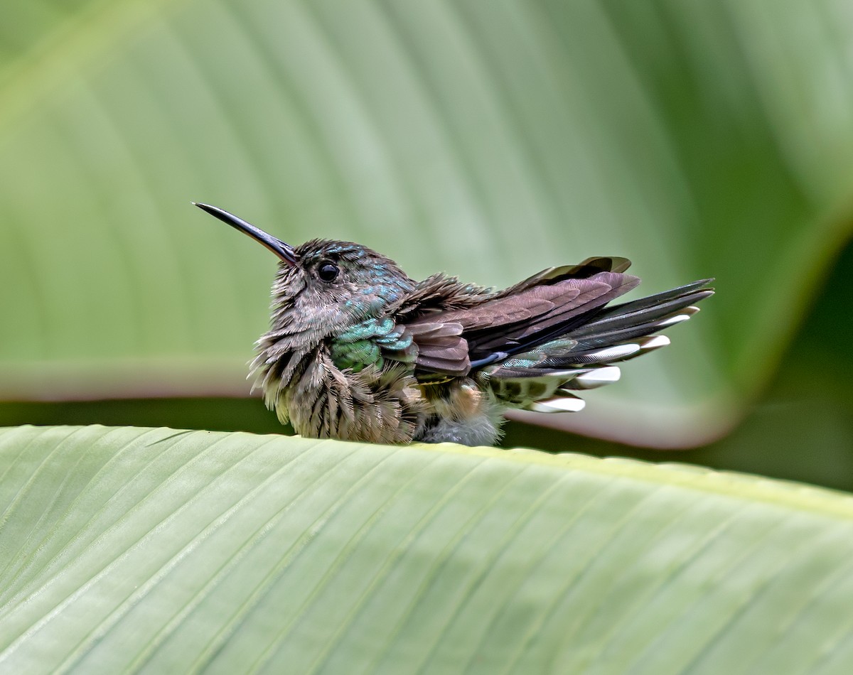 Scaly-breasted Hummingbird - ML640329901