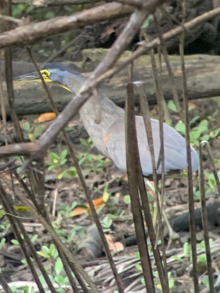 Bare-throated Tiger-Heron - ML640329917