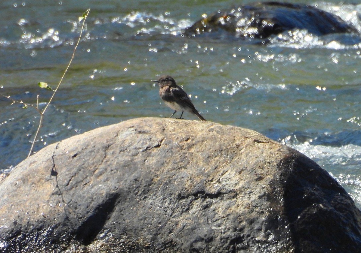 Black Phoebe - ML640329934