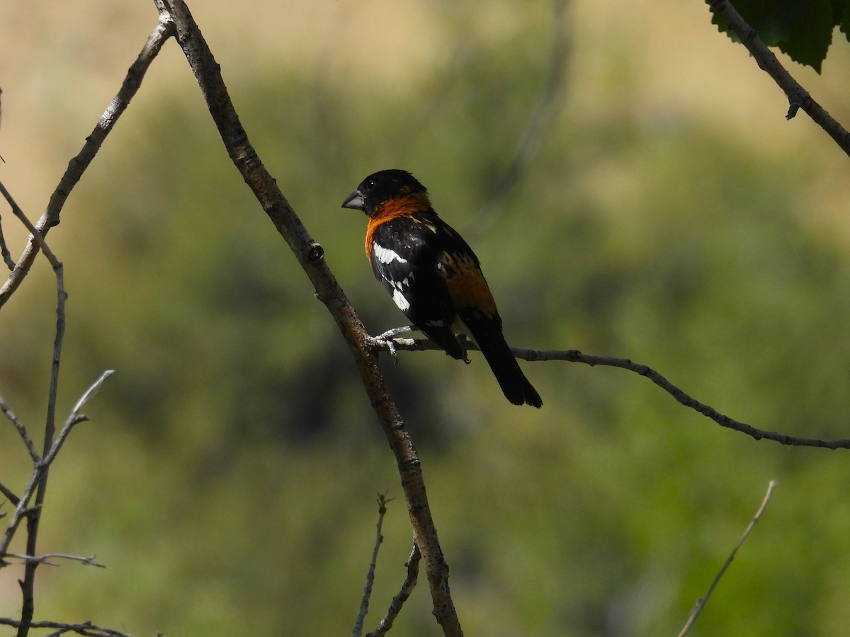 Black-headed Grosbeak - ML640329941