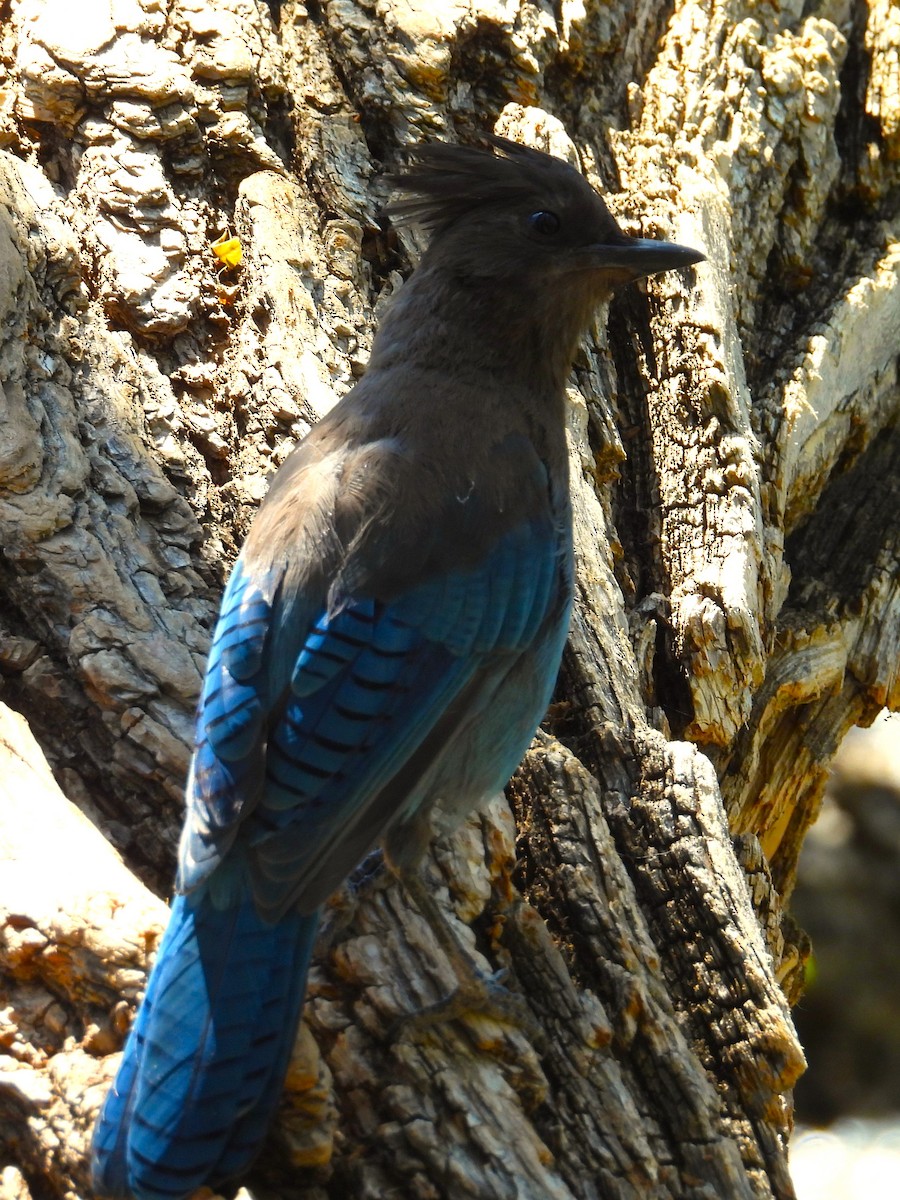 Steller's Jay - ML640329961
