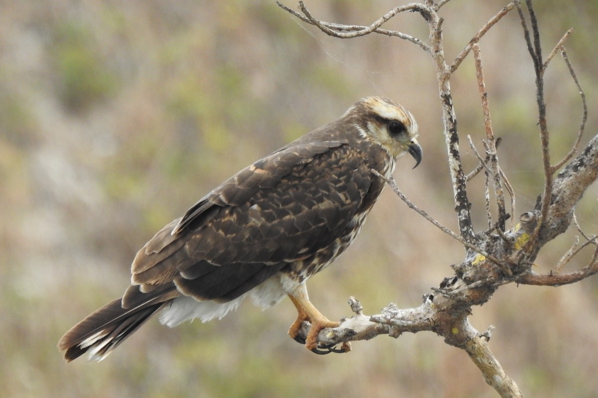 Snail Kite - ML640330004