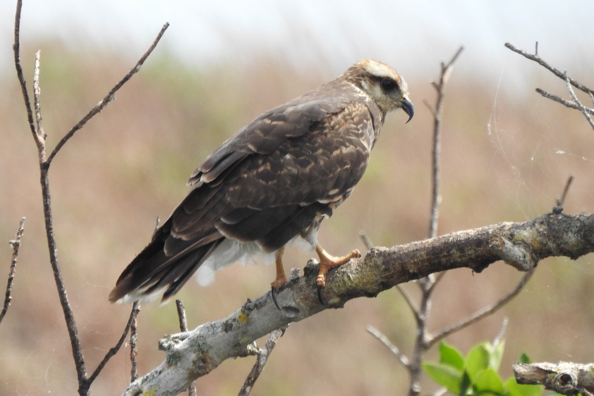 Snail Kite - ML640330005