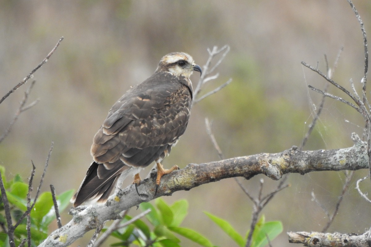 Snail Kite - ML640330008