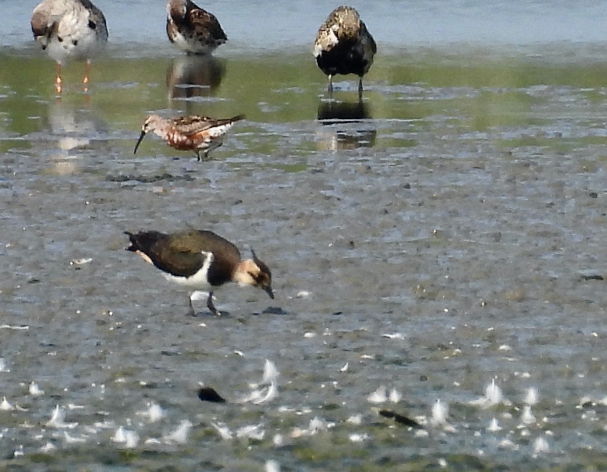Northern Lapwing - ML640330012