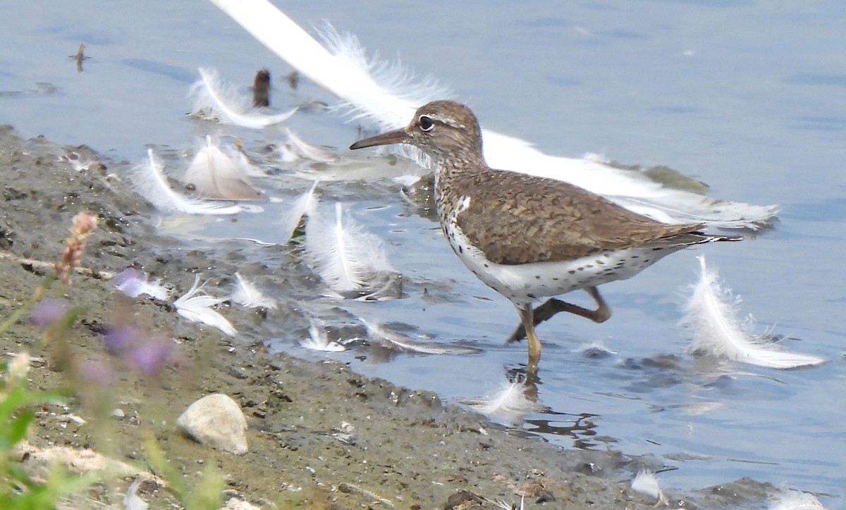 Spotted Sandpiper - ML640330017