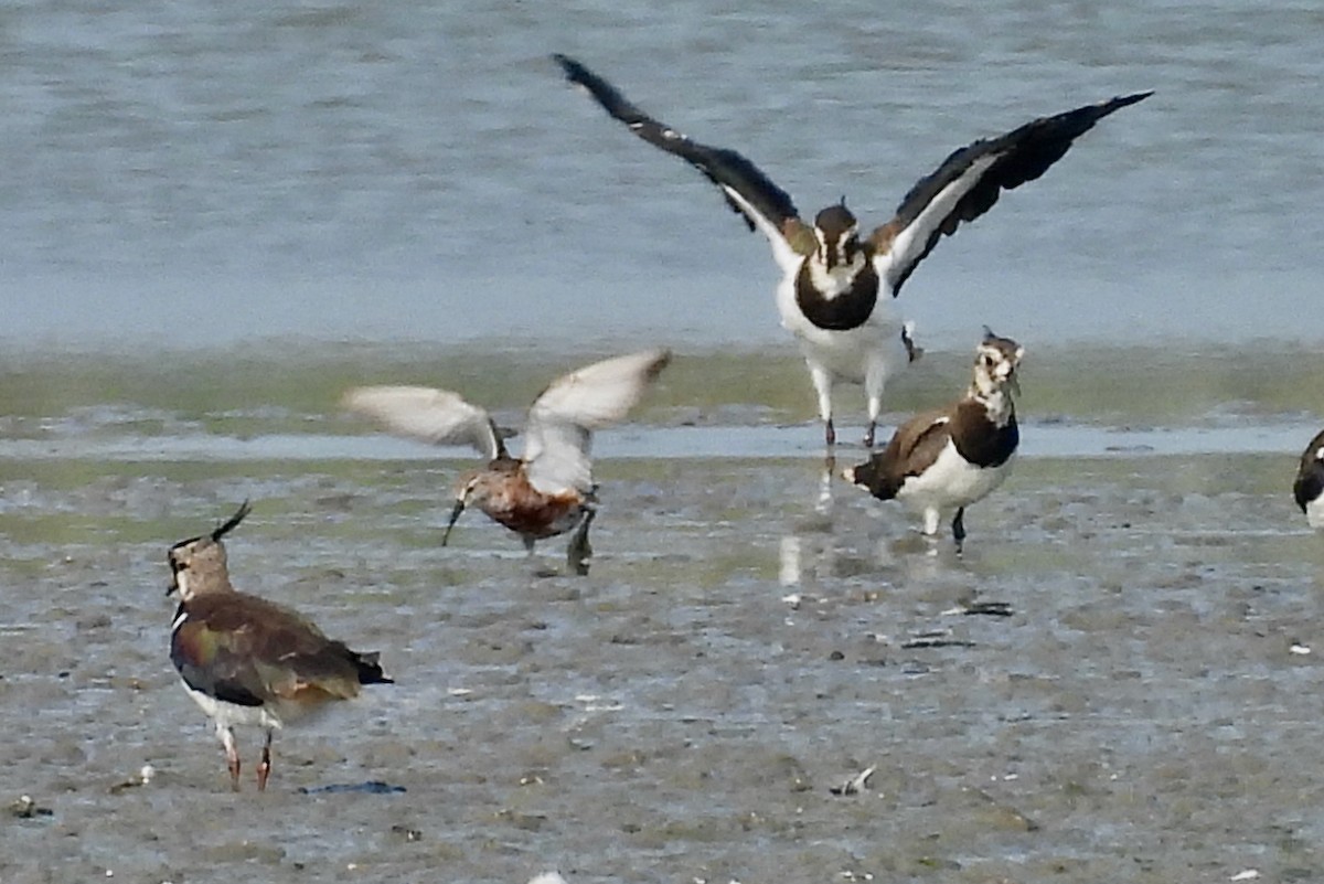 Curlew Sandpiper - ML640330108