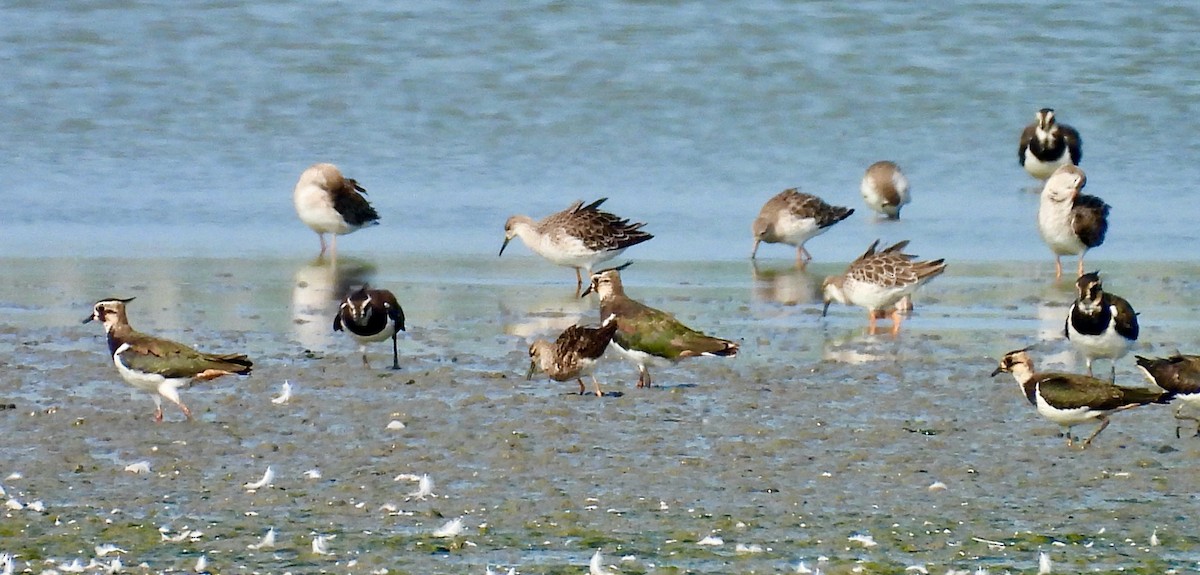 Northern Lapwing - ML640330118