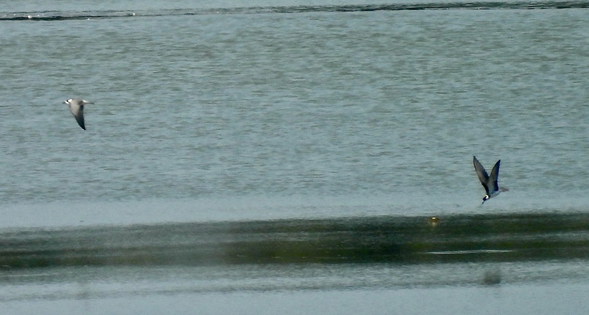 Black Tern - ML640330202