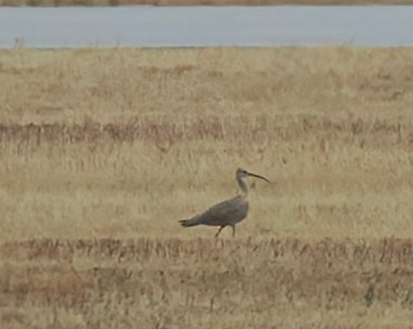 Long-billed Curlew - ML640330241