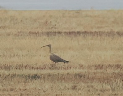 Long-billed Curlew - ML640330245