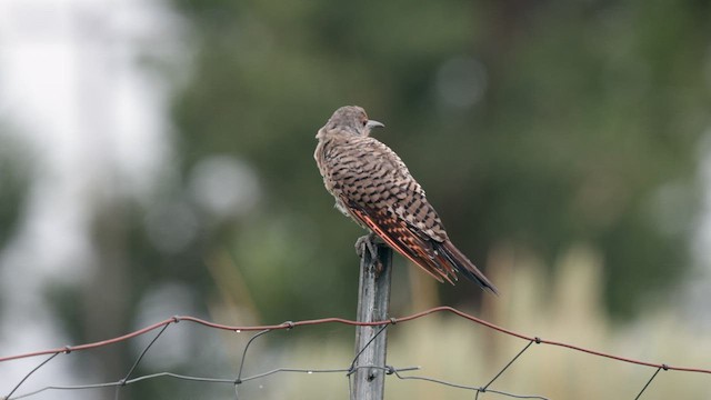Northern Flicker (Red-shafted) - ML640330246