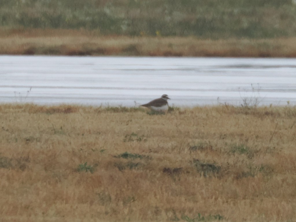 Killdeer - ML640330249