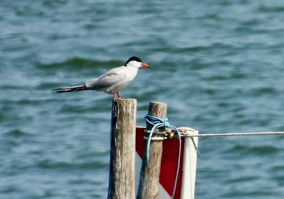 Common Tern - ML640330319