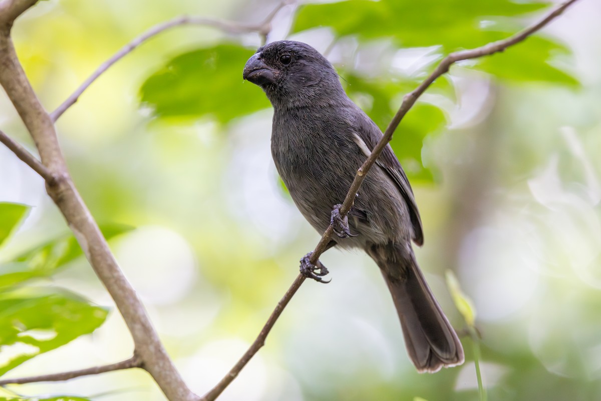 Grand Cayman Bullfinch - ML640330340
