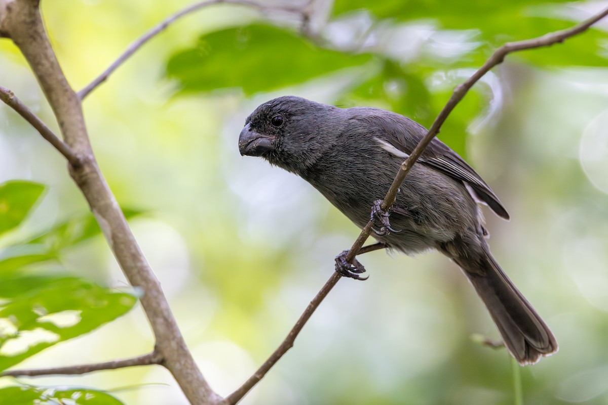 Grand Cayman Bullfinch - ML640330341