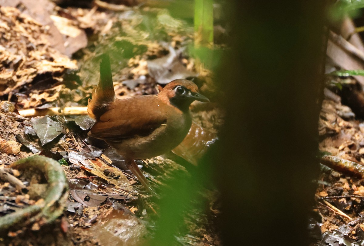 Black-faced Antthrush (Central American) - ML640330346