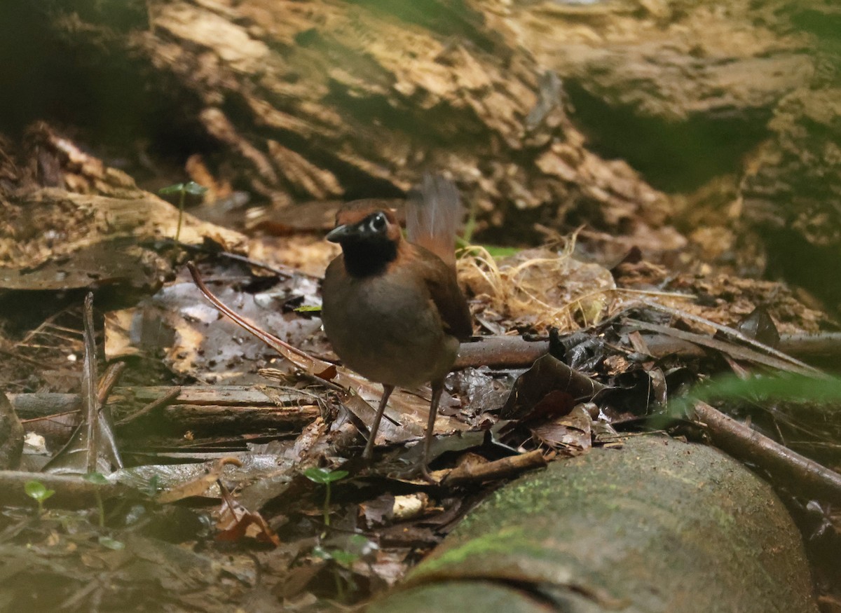 Black-faced Antthrush (Central American) - ML640330347