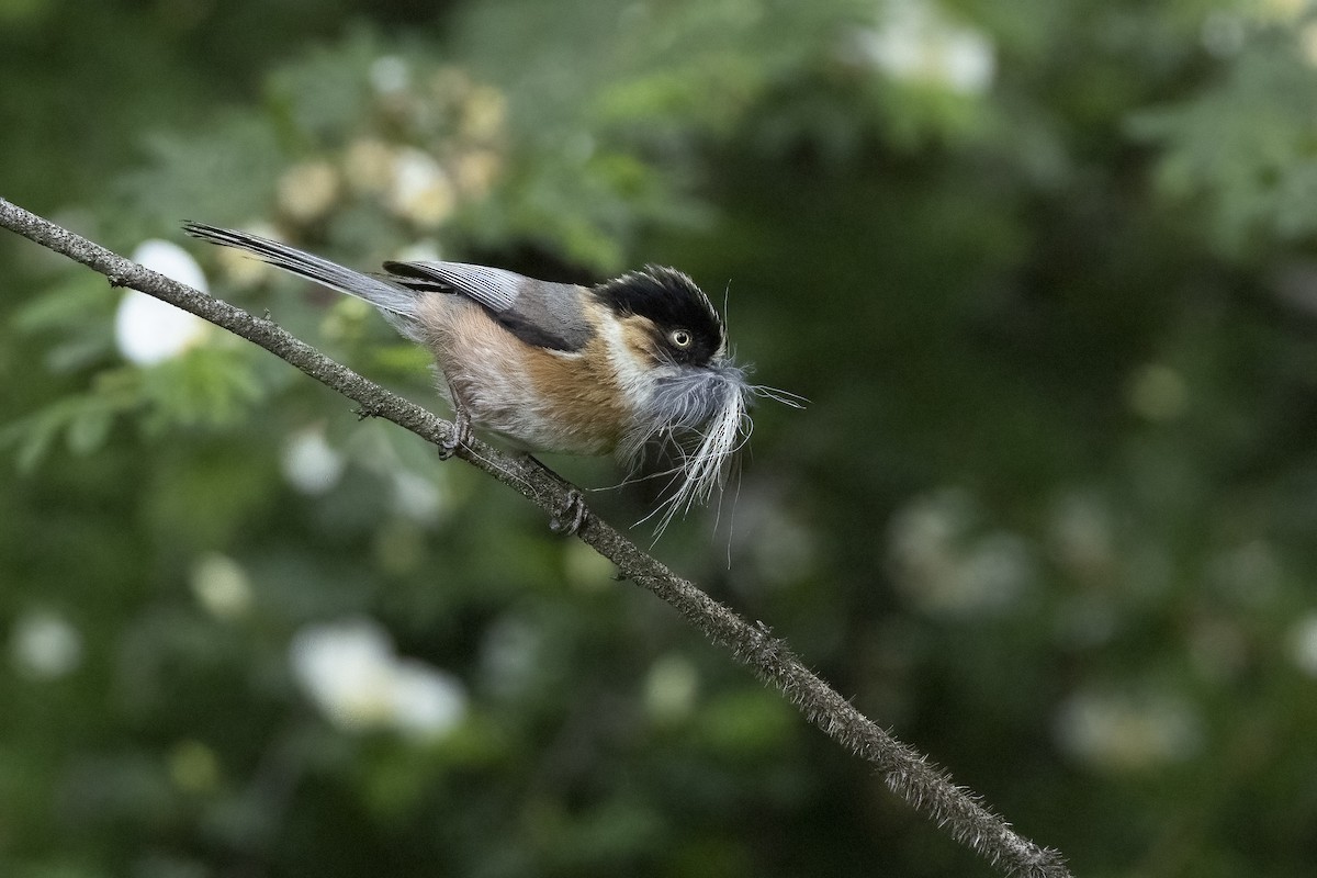 Black-browed Tit (Black-browed) - ML640330349