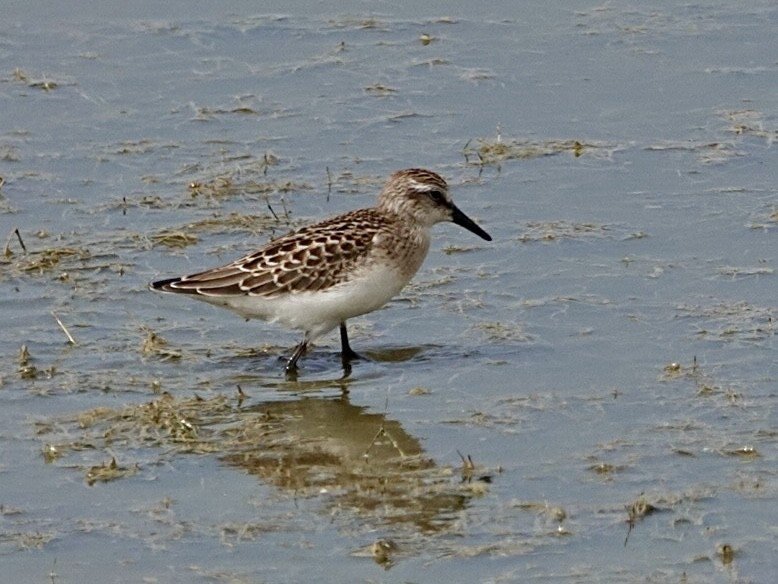 Semipalmated Sandpiper - ML640330368