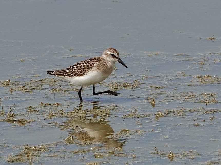 Semipalmated Sandpiper - ML640330369