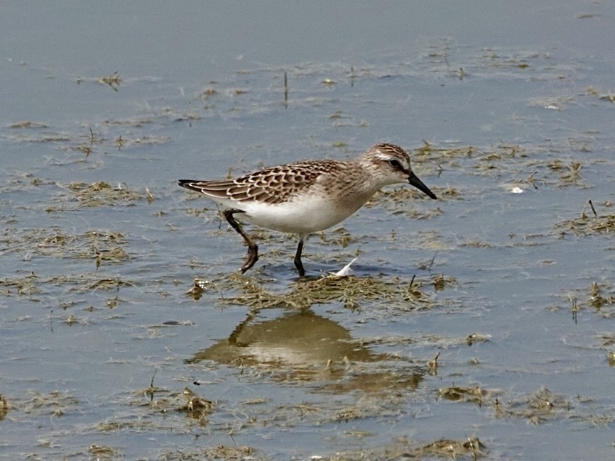 Semipalmated Sandpiper - ML640330370