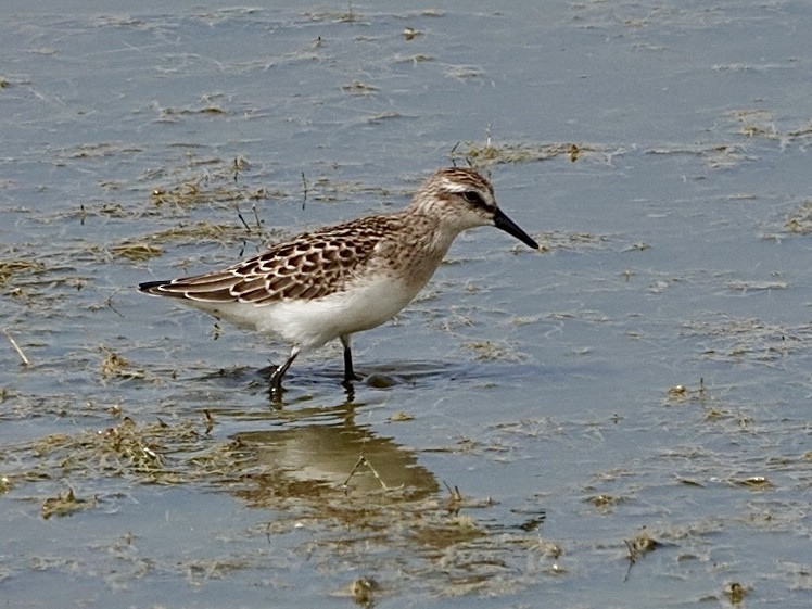 Semipalmated Sandpiper - ML640330371