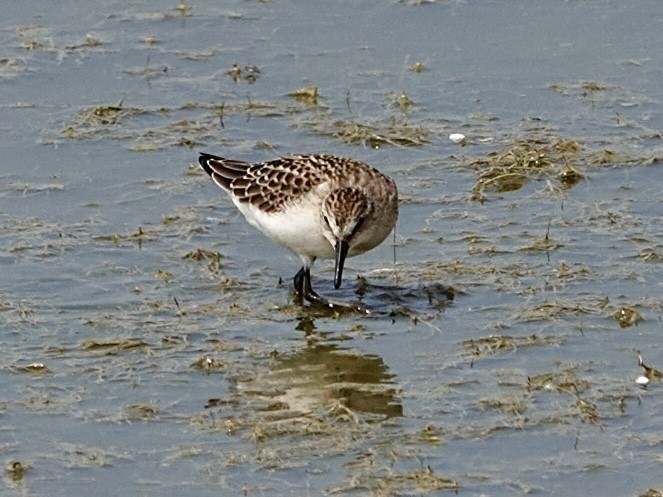 Semipalmated Sandpiper - ML640330377