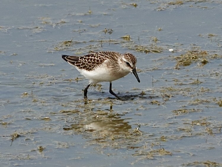 Semipalmated Sandpiper - ML640330378