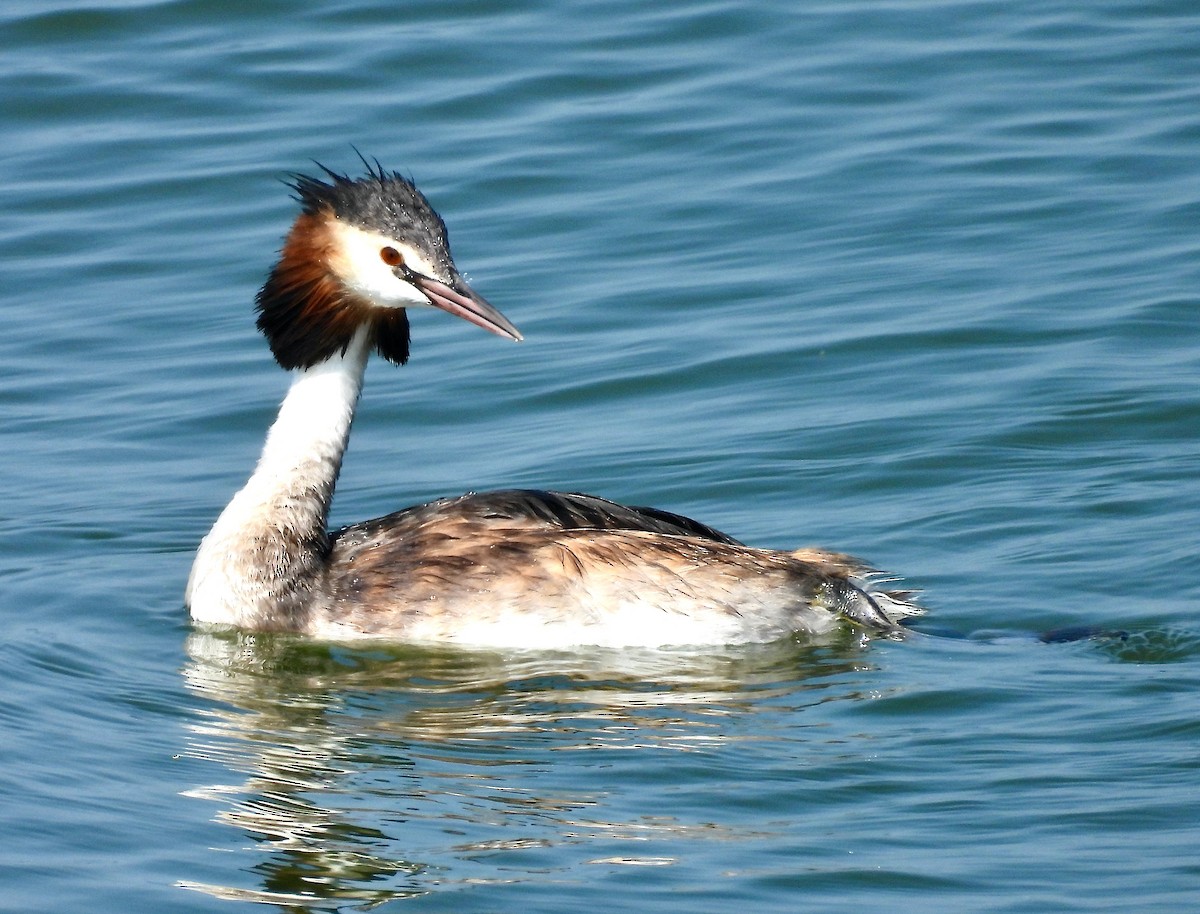Great Crested Grebe - ML640330386