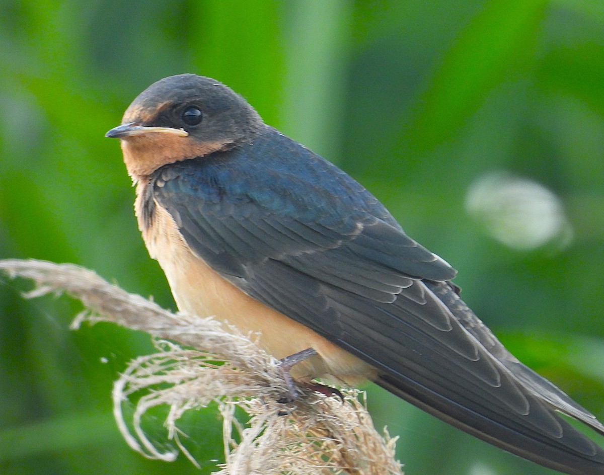 Golondrina Común - ML640330388
