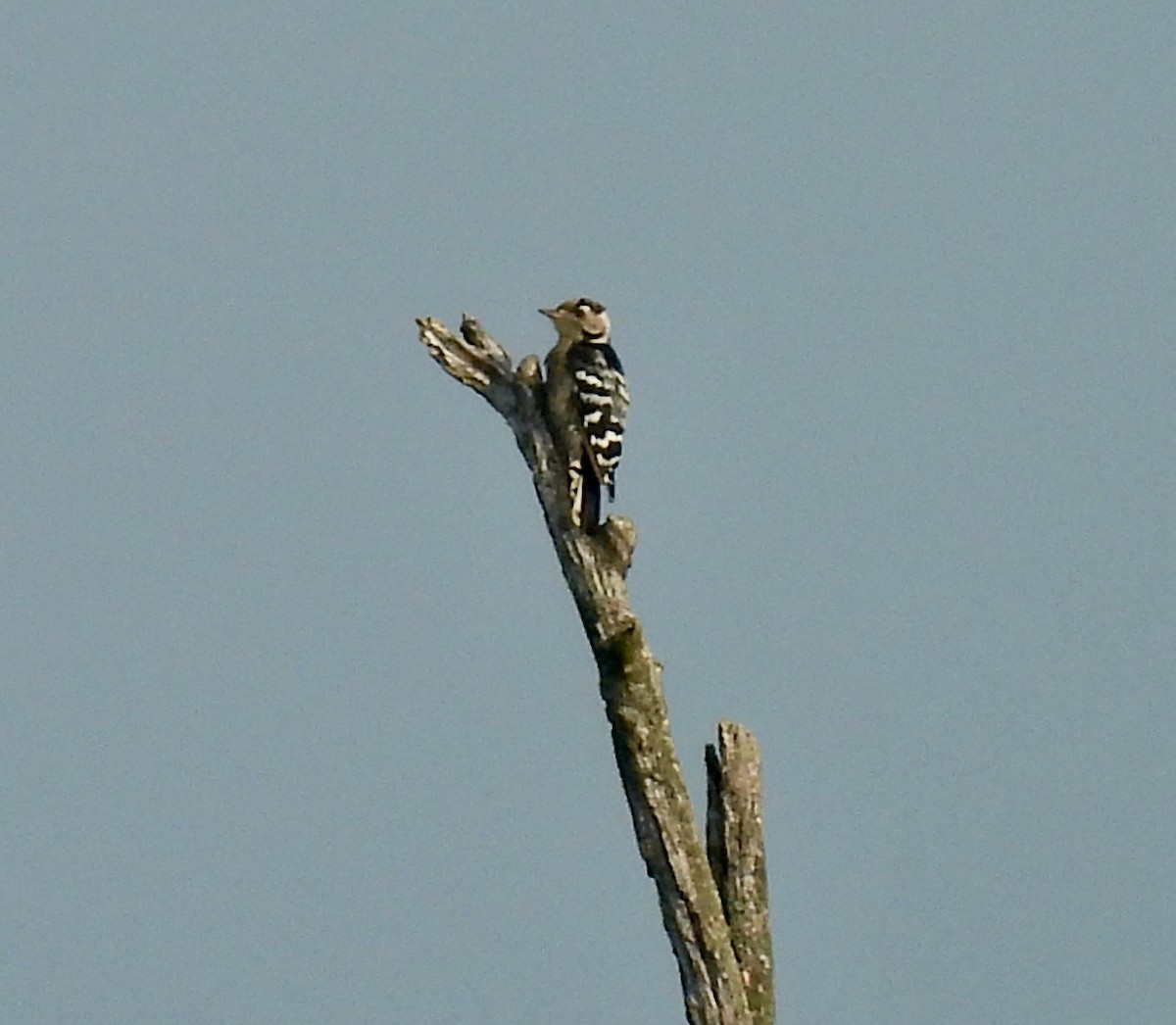 Lesser Spotted Woodpecker - ML640330401