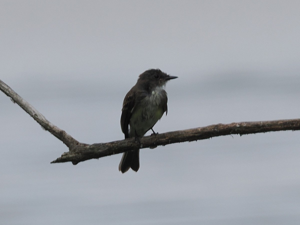Eastern Phoebe - ML640330410