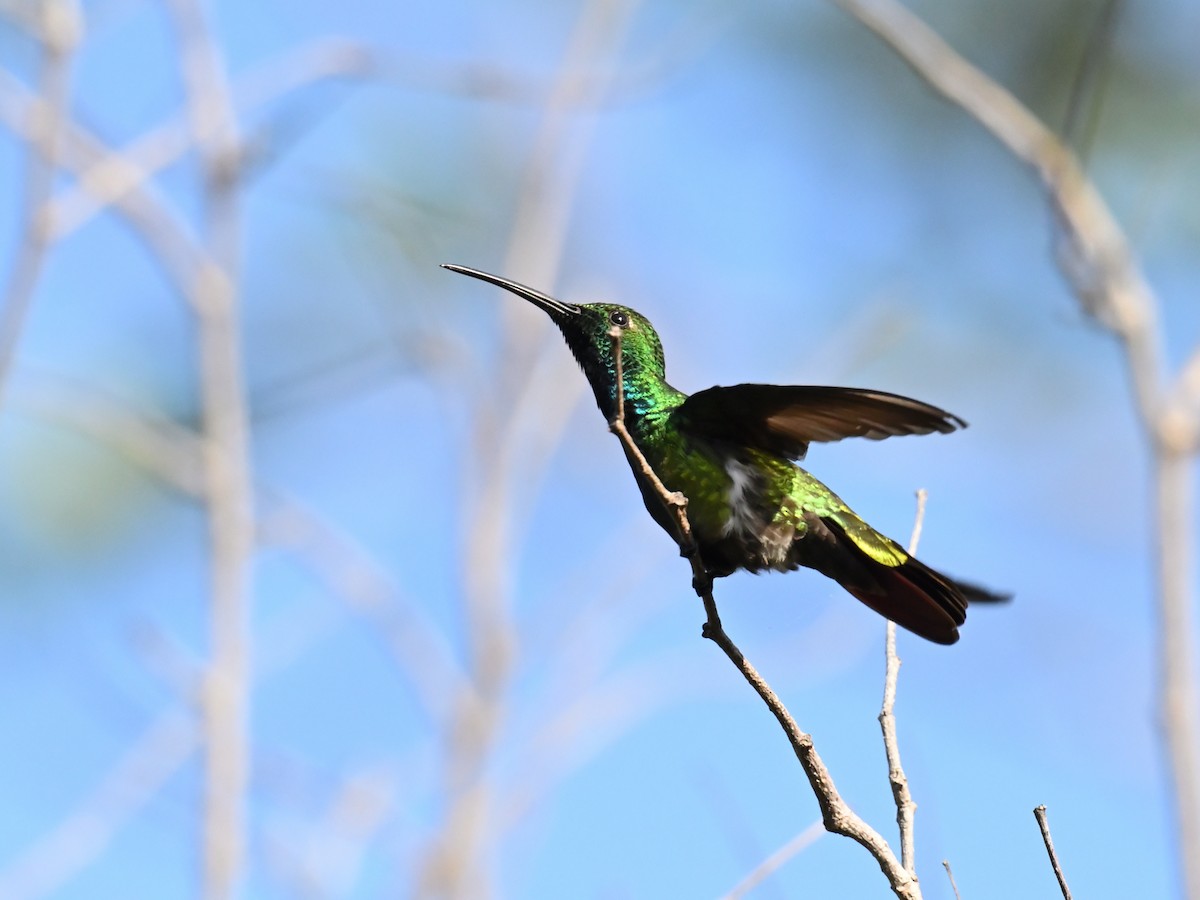 Green-breasted Mango - ML640330414