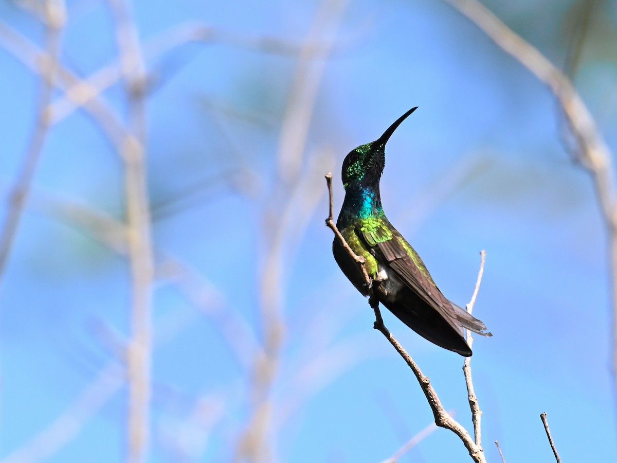 Green-breasted Mango - ML640330415