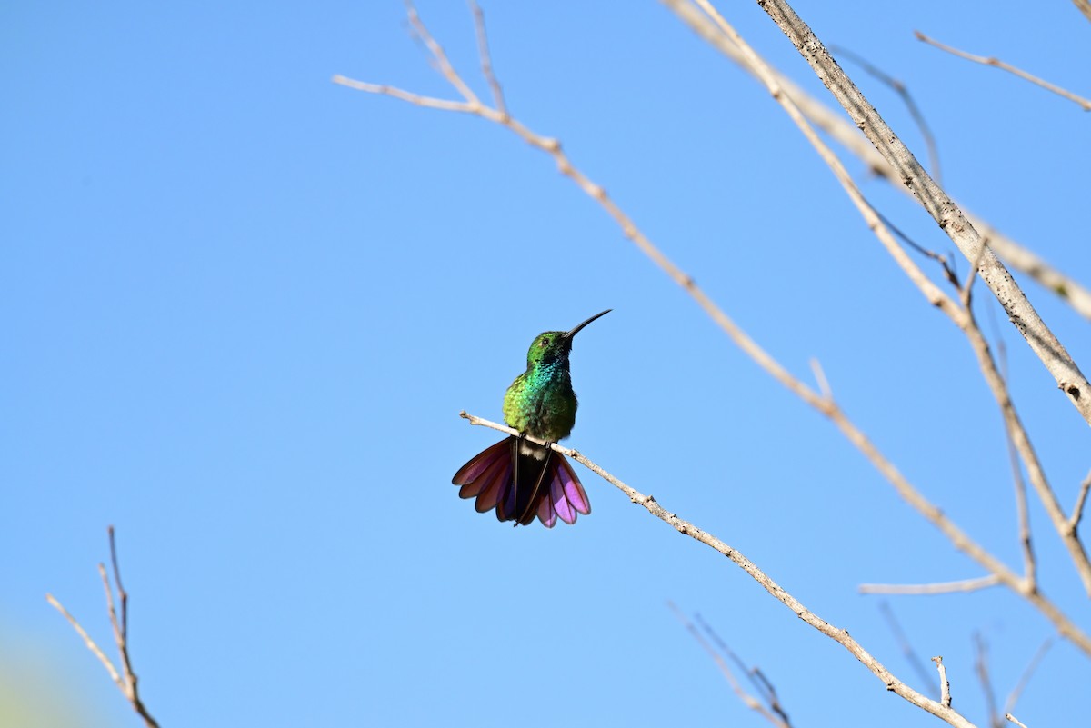 Green-breasted Mango - ML640330416
