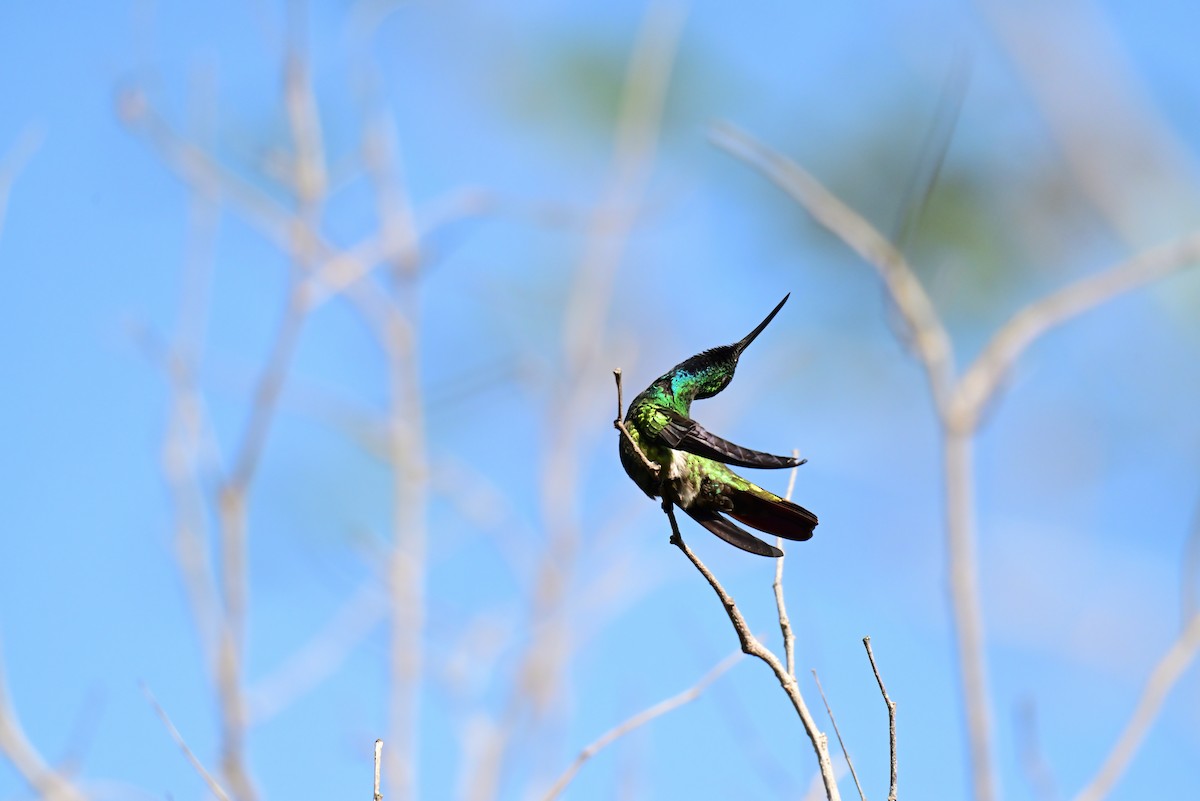 Green-breasted Mango - ML640330417