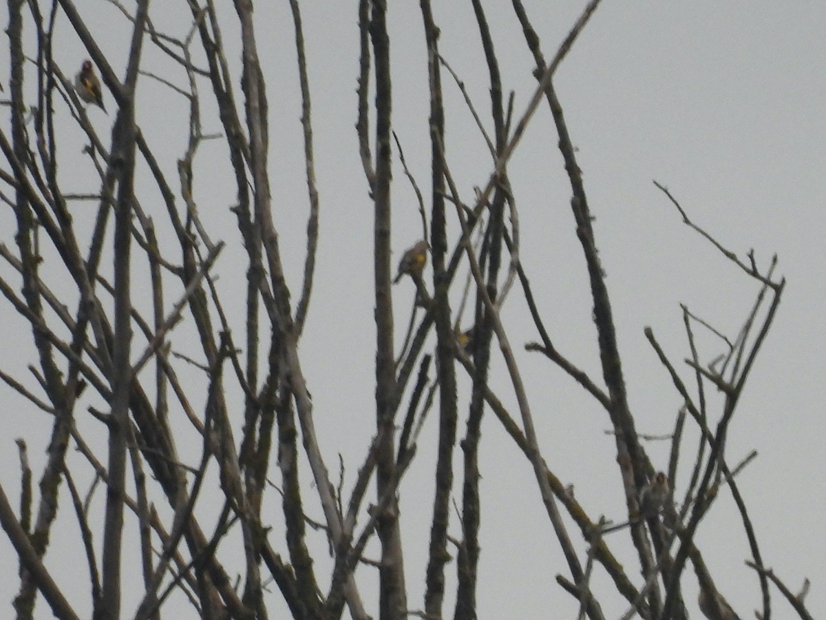 Eurasian Golden Oriole - ML640330424