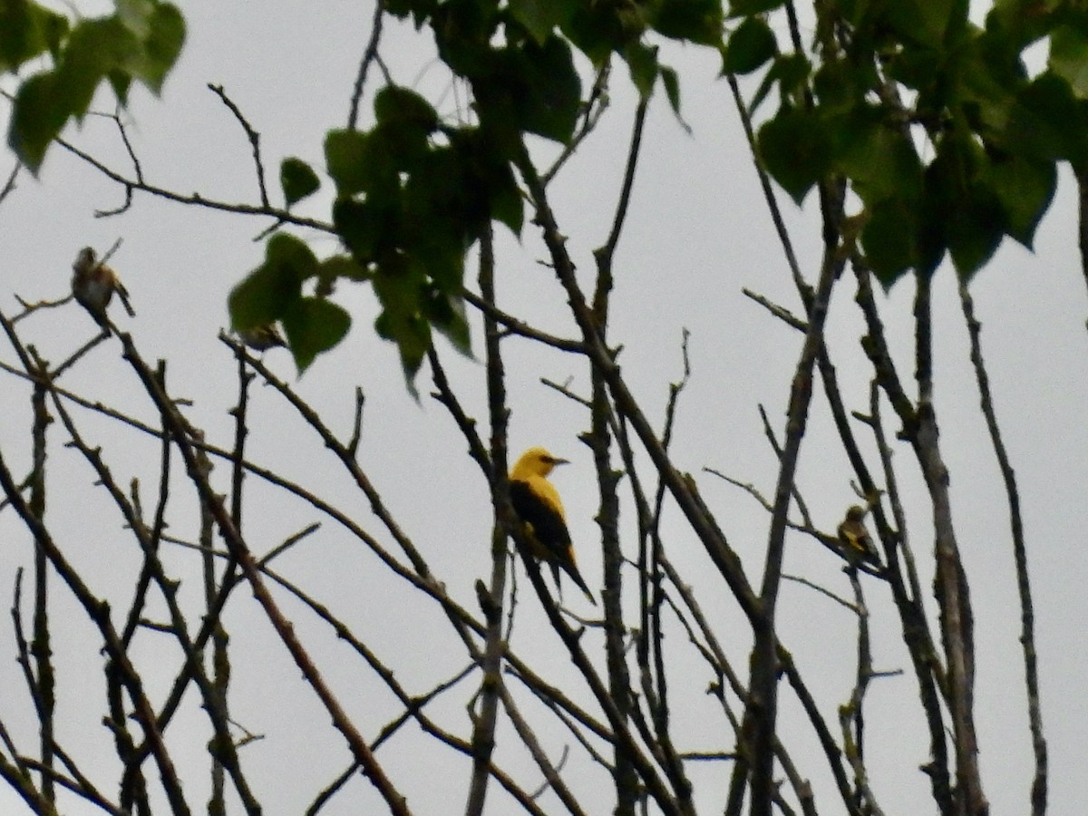 Eurasian Golden Oriole - ML640330425