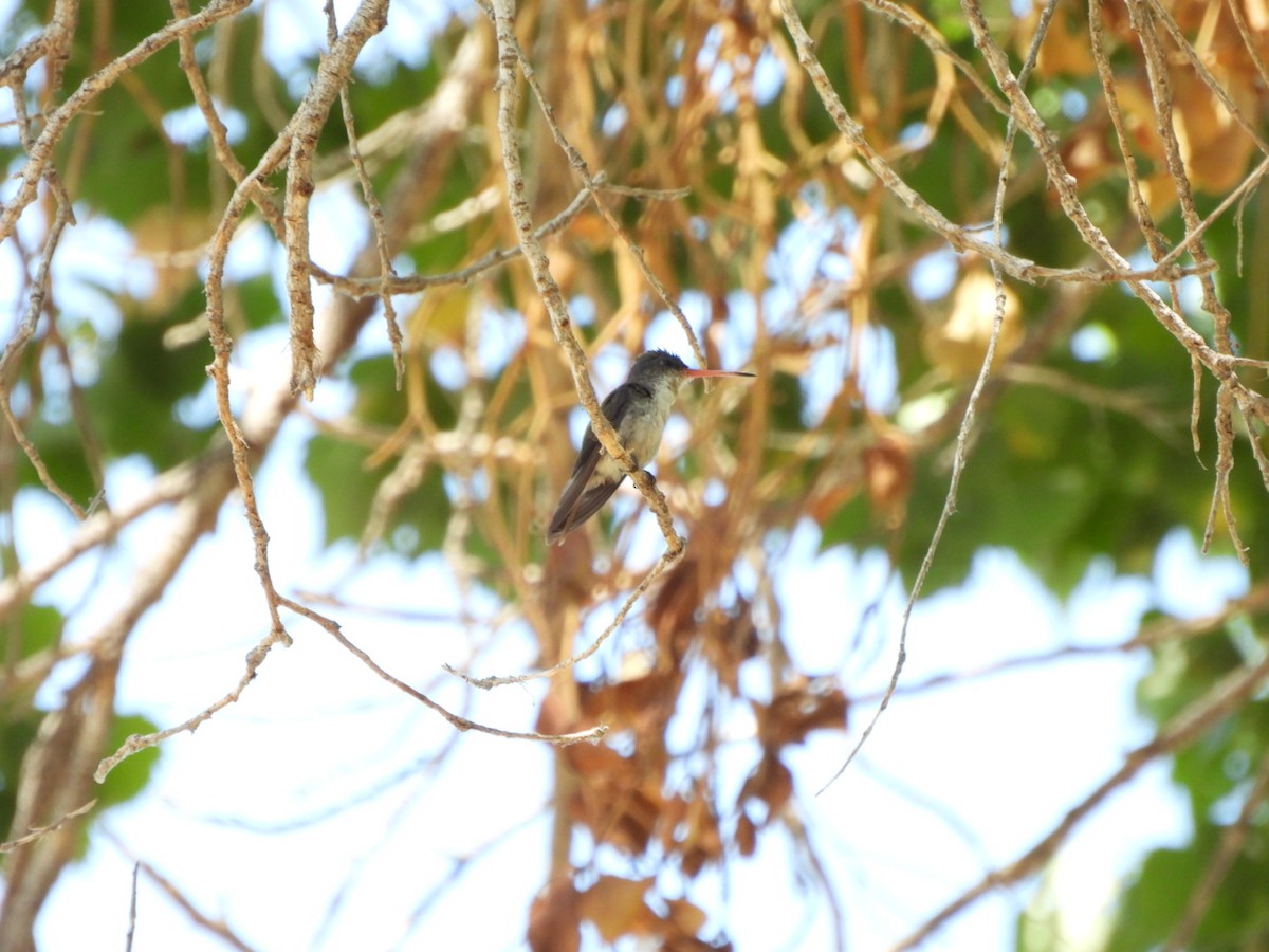 Violet-crowned Hummingbird - ML640330446