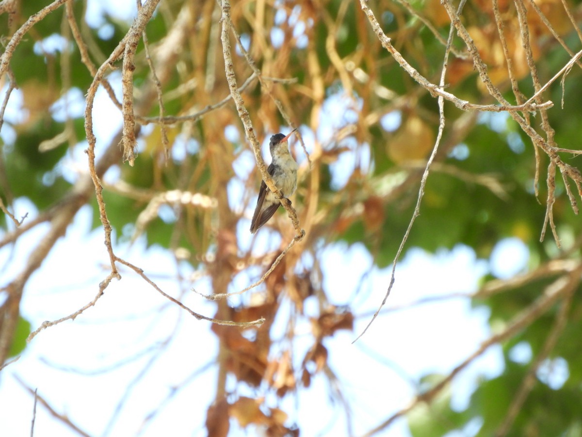 Violet-crowned Hummingbird - ML640330448