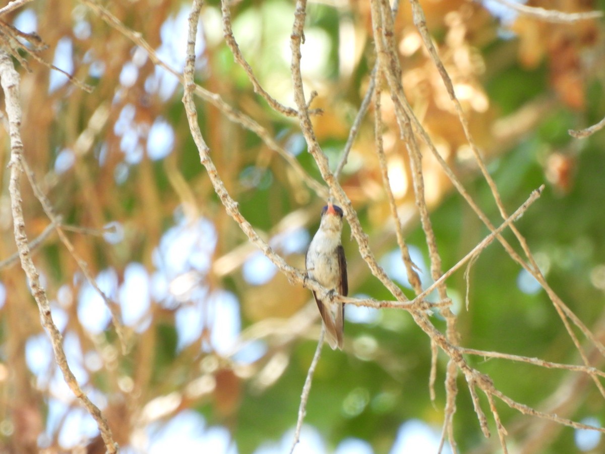 Violet-crowned Hummingbird - ML640330449