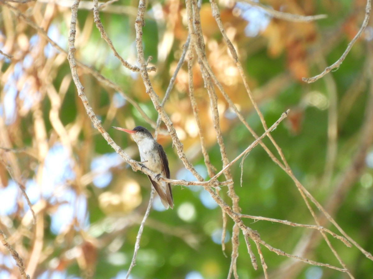 Violet-crowned Hummingbird - ML640330450