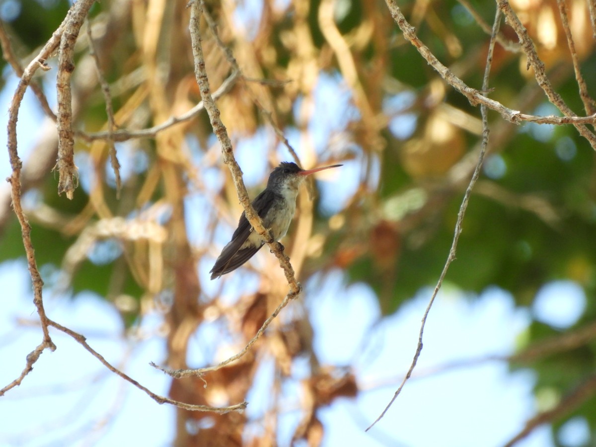 Violet-crowned Hummingbird - ML640330451