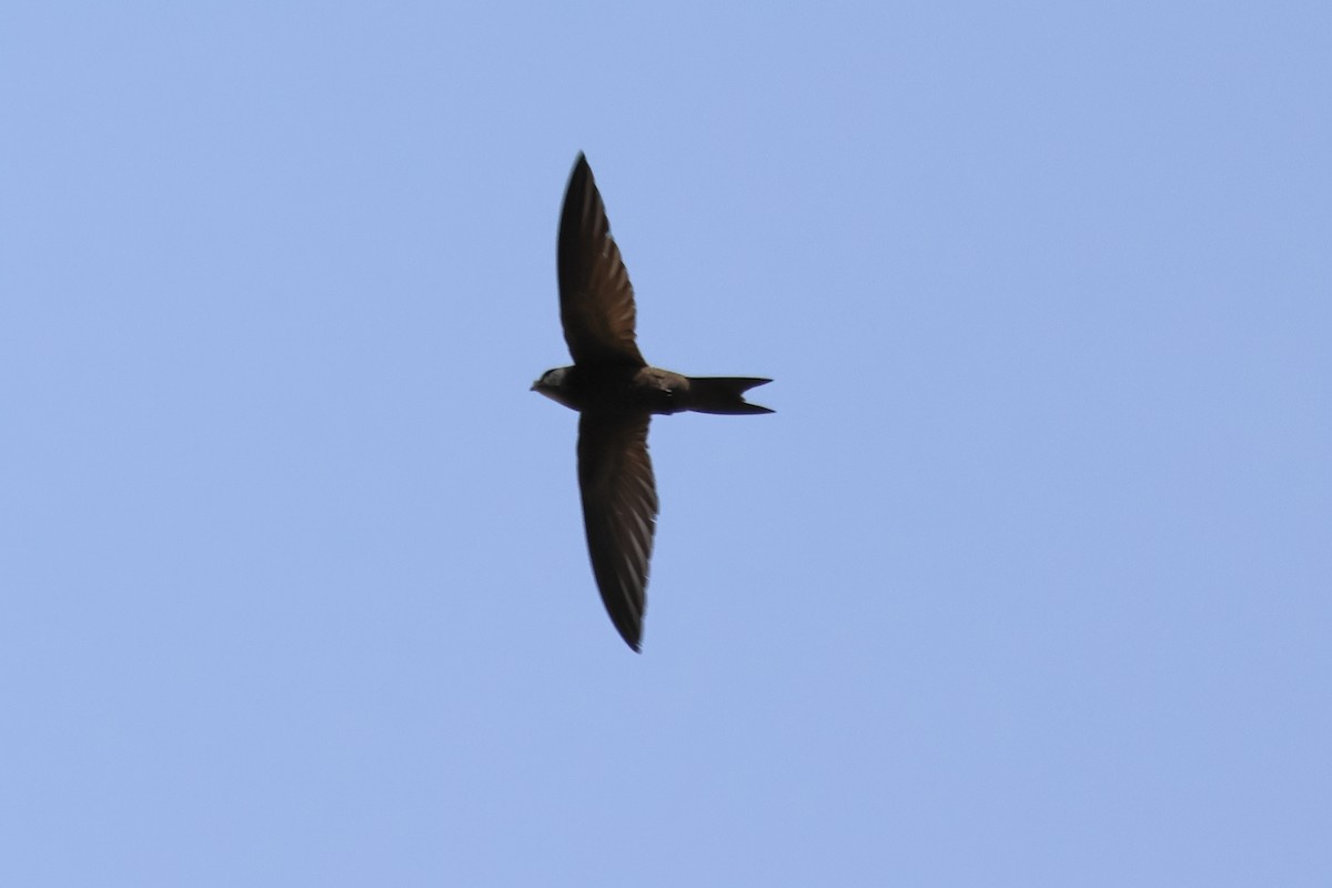 Common Swift - ML640330461