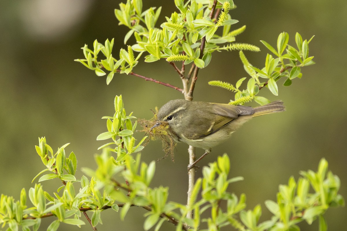 Buff-barred Warbler - ML640330472